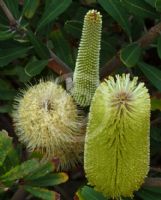 Banksia oblongifolia