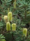 Banksia oblongifolia