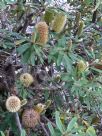 Banksia oblongifolia