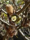 Banksia oblongifolia