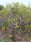 Banksia oreophila