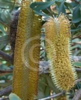 Banksia paludosa