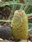 Banksia petiolaris