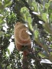 Banksia praemorsa