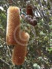 Banksia praemorsa