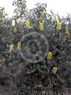 Banksia praemorsa