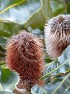 Banksia robur