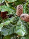 Banksia robur