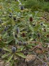 Banksia robur