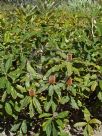 Banksia robur