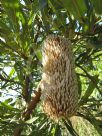 Banksia serrata
