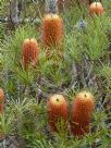 Banksia spinulosa spinulosa