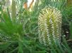 Banksia spinulosa spinulosa Birthday Candles