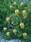 Banksia spinulosa spinulosa Birthday Candles