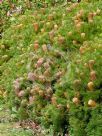 Banksia spinulosa spinulosa Birthday Candles