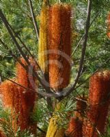 Banksia Giant Candles