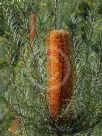 Banksia Giant Candles