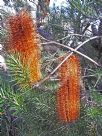 Banksia Giant Candles