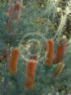 Banksia Giant Candles