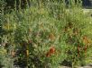 Banksia Giant Candles