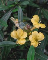 Barleria lupulina