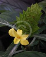 Barleria oenotheroides