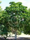 Barringtonia calyptrata