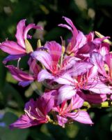 Bauhinia blakeana