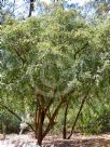 Bauhinia carronii