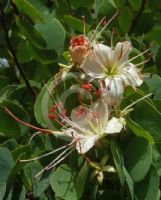 Bauhinia hookeri