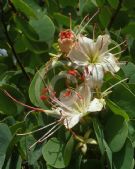 Bauhinia hookeri