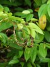 Bauhinia kockiana