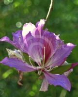 Bauhinia purpurea