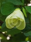 Bauhinia tomentosa