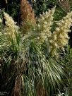 Beaucarnea recurvata