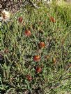 Beaufortia decussata