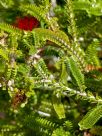Beaufortia squarrosa