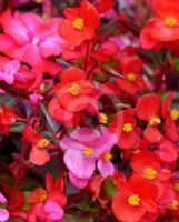 Begonia semperflorens-cultorum