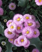 Bellis perennis