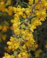 Berberis stenophylla