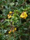 Berberis stenophylla