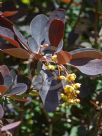 Berberis thunbergii atropurpurea