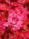 Berberis thunbergii atropurpurea