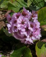 Bergenia stracheyi