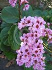 Bergenia schmidtii