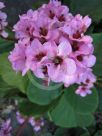 Bergenia schmidtii