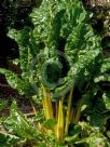 Beta vulgaris Flavescens Group