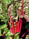 Beta vulgaris Flavescens Group