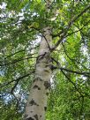 Betula pendula