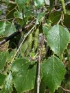 Betula platyphylla